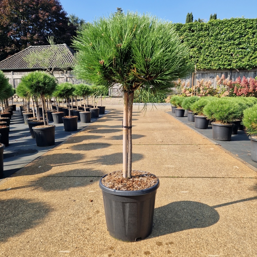 Pinus nigra 'Marie Bregeon'®, D 31 cm