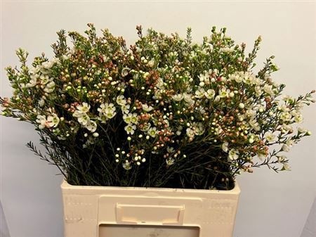 Шамелациум Сириус 60, шт.