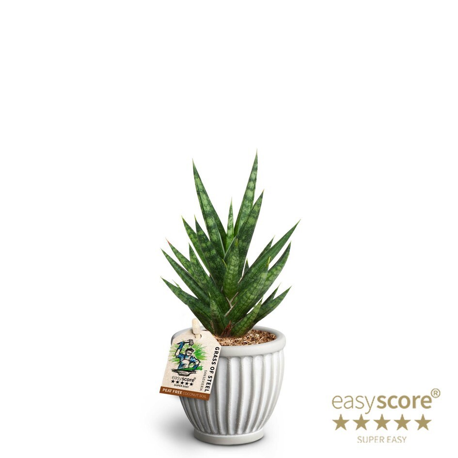 SANSEVIERIA TRIFASCIATA 40632819 Athena 'FRANCISII', D 7 cm SANSEVIERIA TRIFASCIATA 40632819 Athena 'FRANCISII', D 7 cm