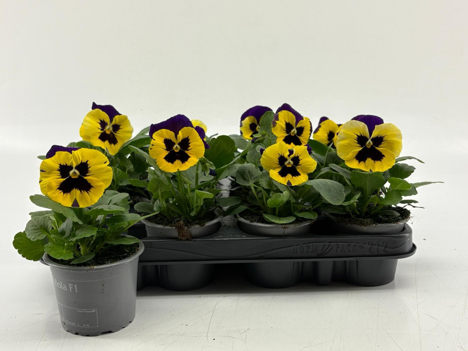 Viola F1 Yellow With Purple Wing, D 9
