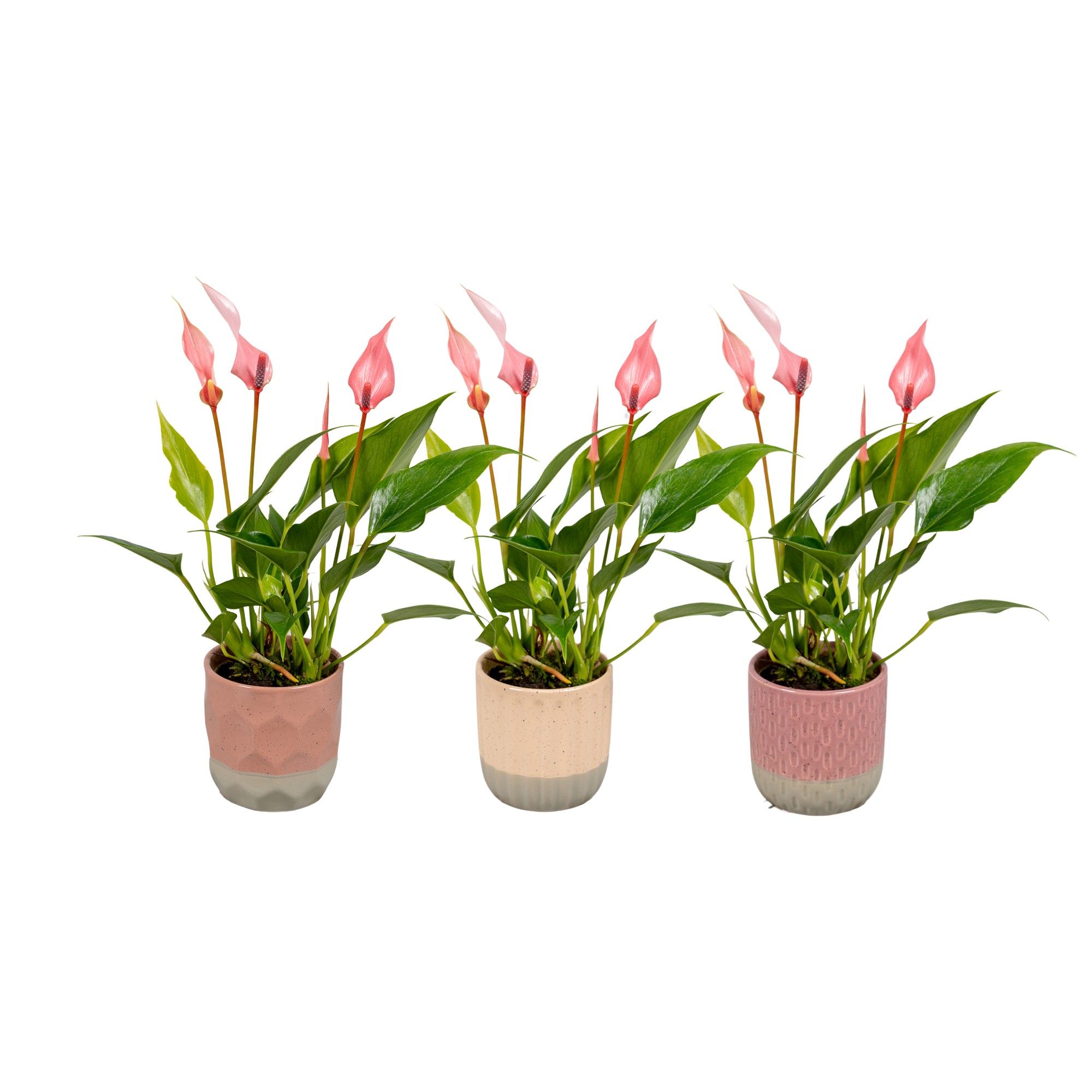 Anthurium 7 cm Lilli in Becca keramiek 2024, D 8
