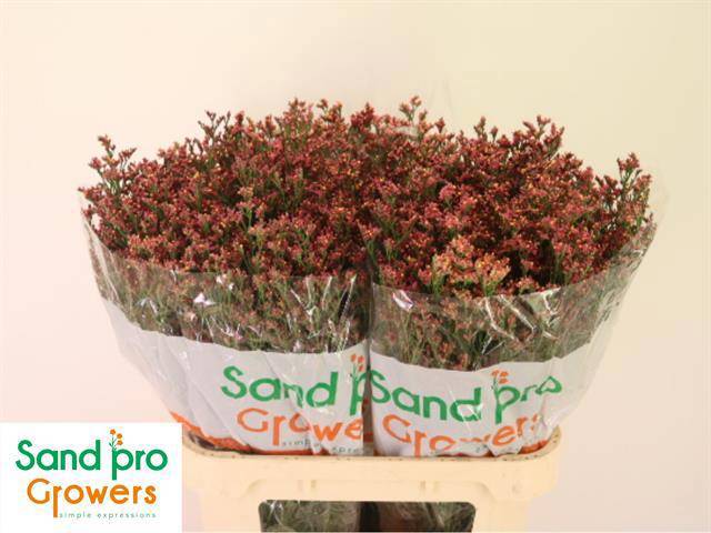 Лимониум Инка Даймонд 80, шт.