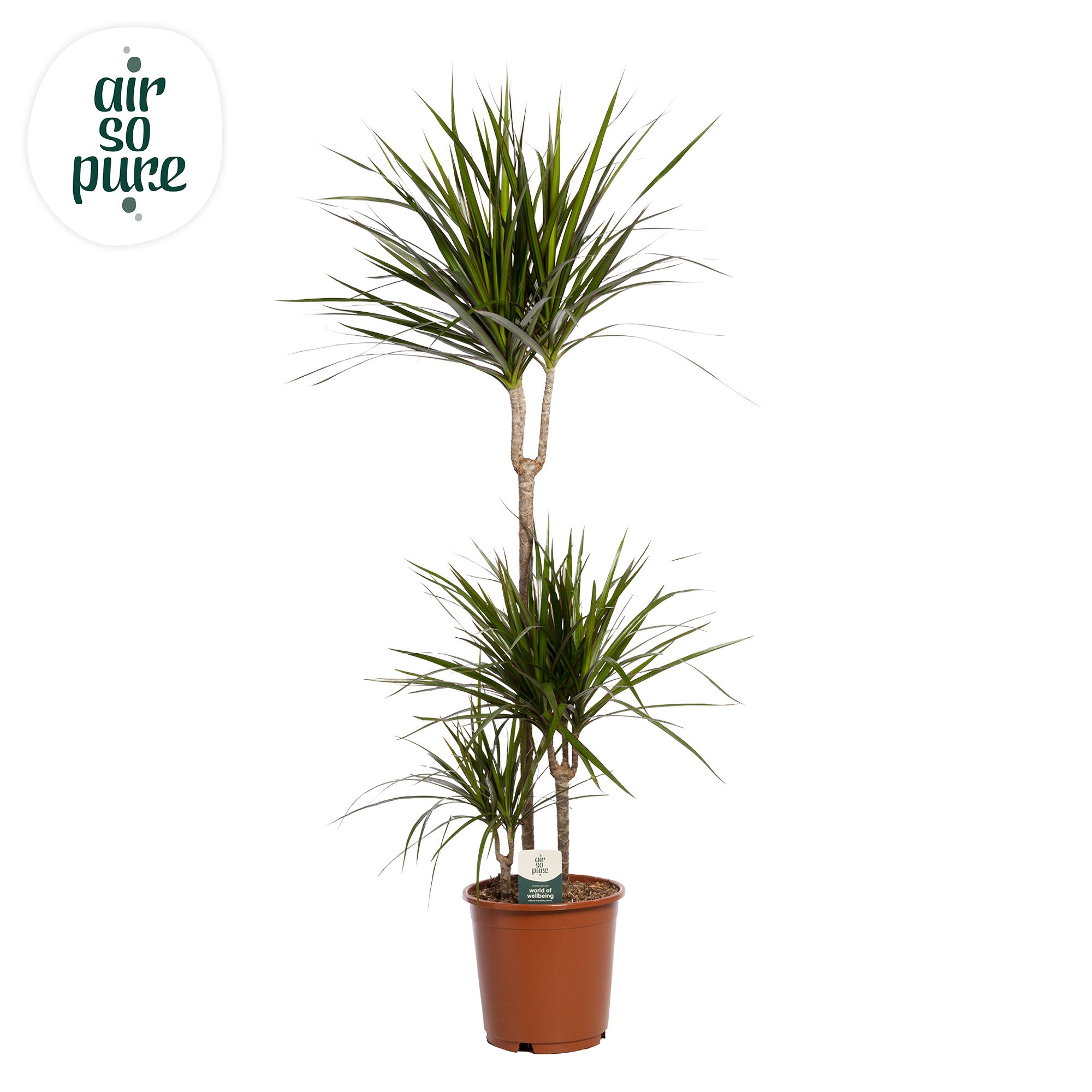 Dracaena Marginata p24 75+30+10 (Air so Pure), D 24