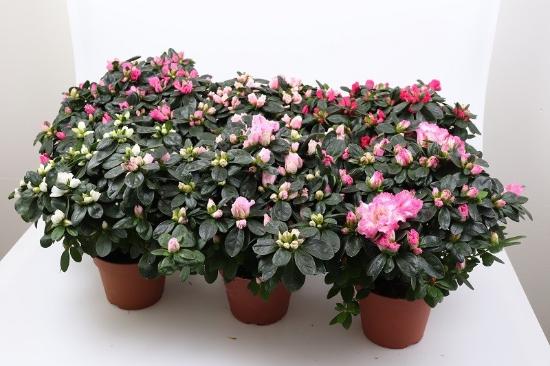 RHODODENDRON SIMSII 'Mix', D 14