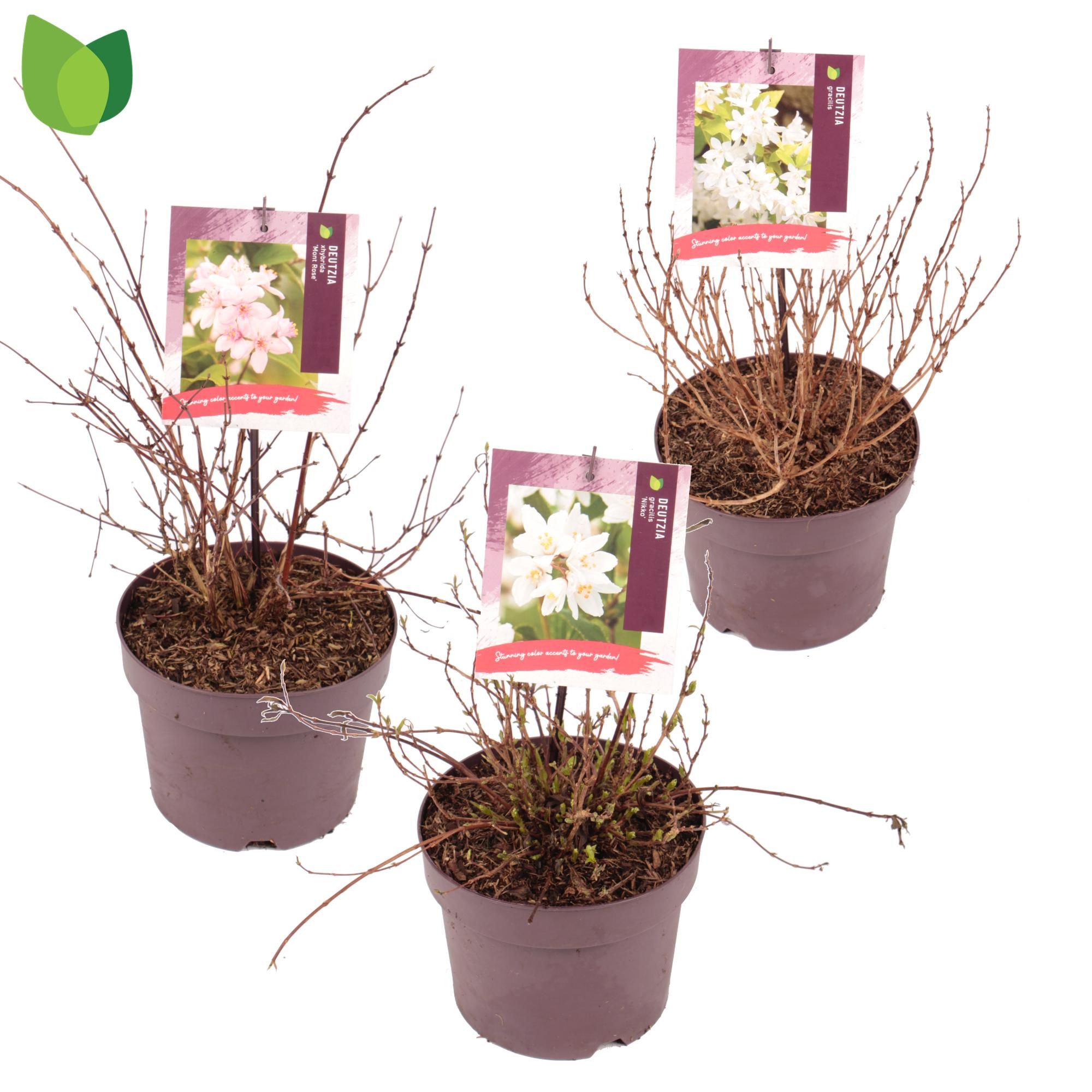 Deutzia C3/P19 MIX, D 19