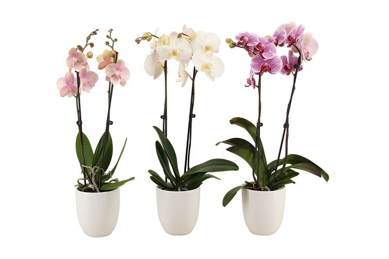 Hugo p12 white Phal mix 2T14+, D 12