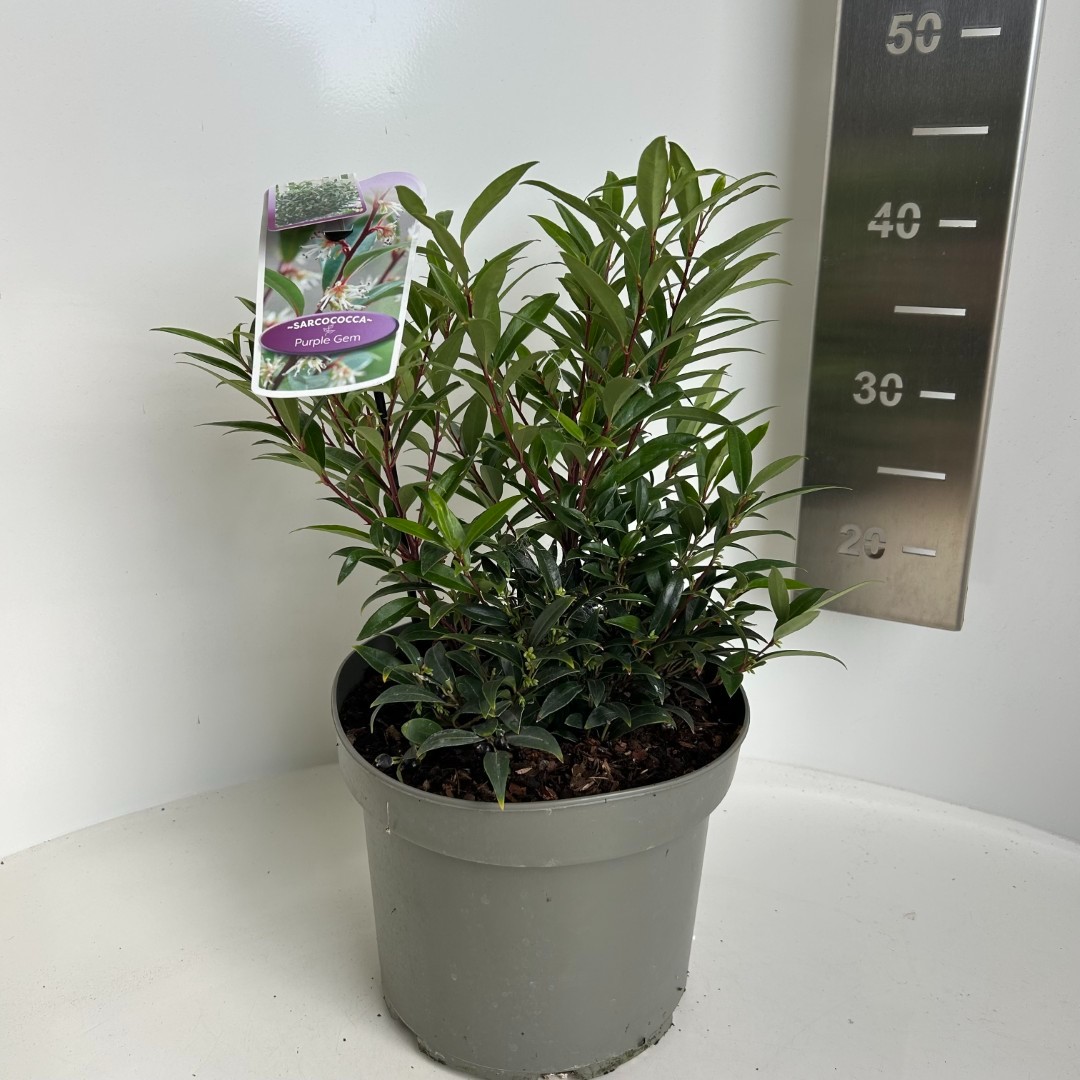 Sarcococca hookeriana Purple Gem, D 23 cm