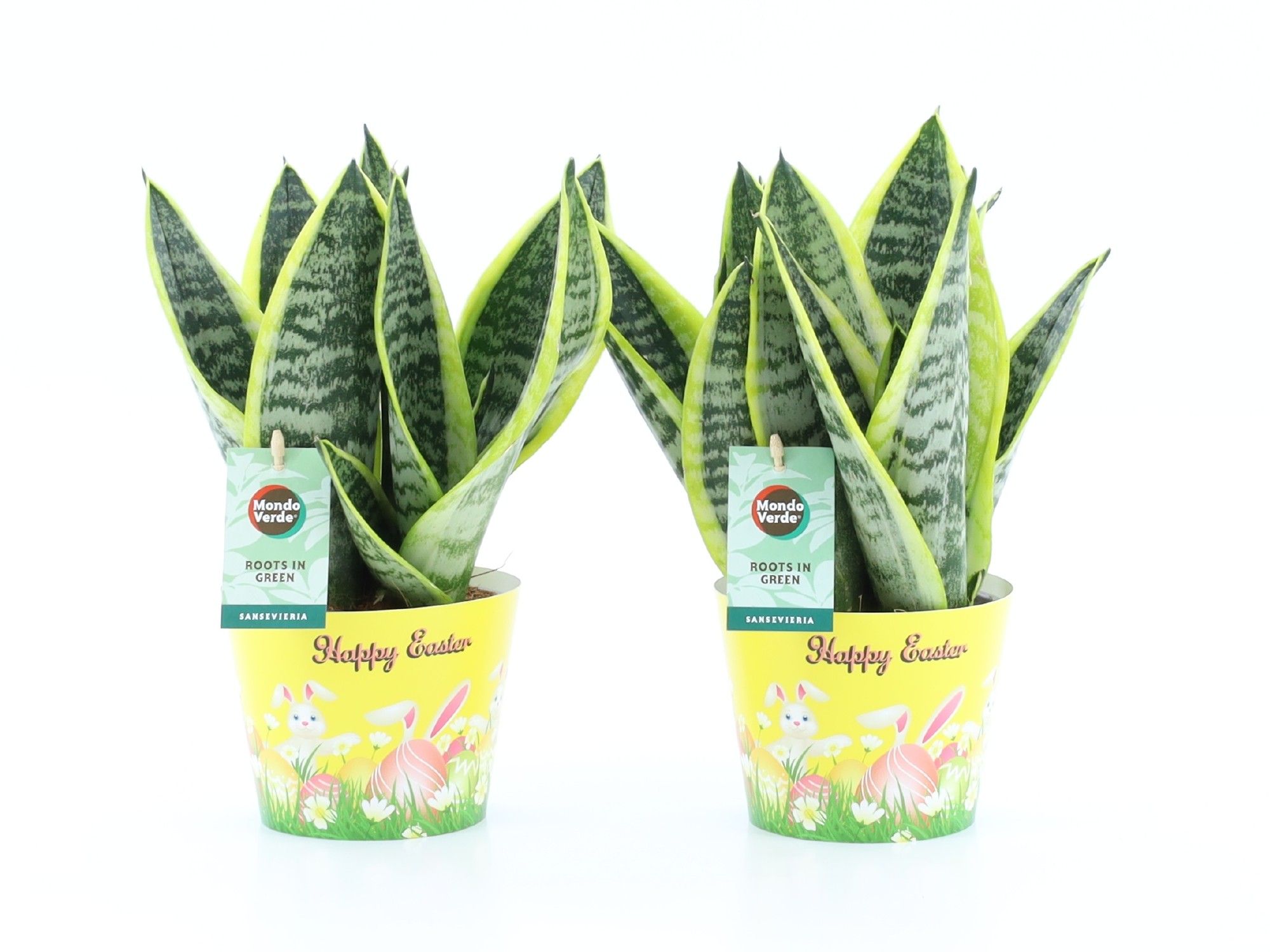 Sansevieria 'Futura Superba' in Potcover Pasen, D 12