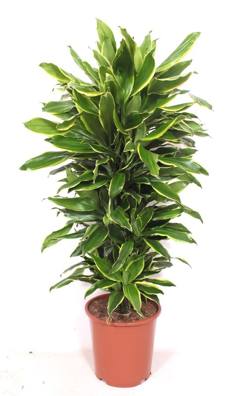 Dracaena Golden Coast, D 27