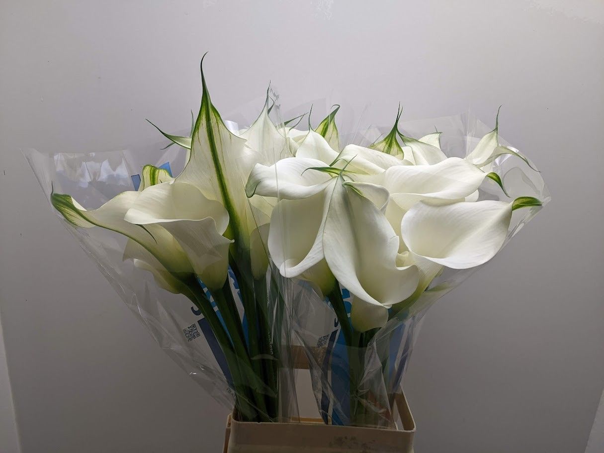 Калла Кэптен Вентура 70, шт.