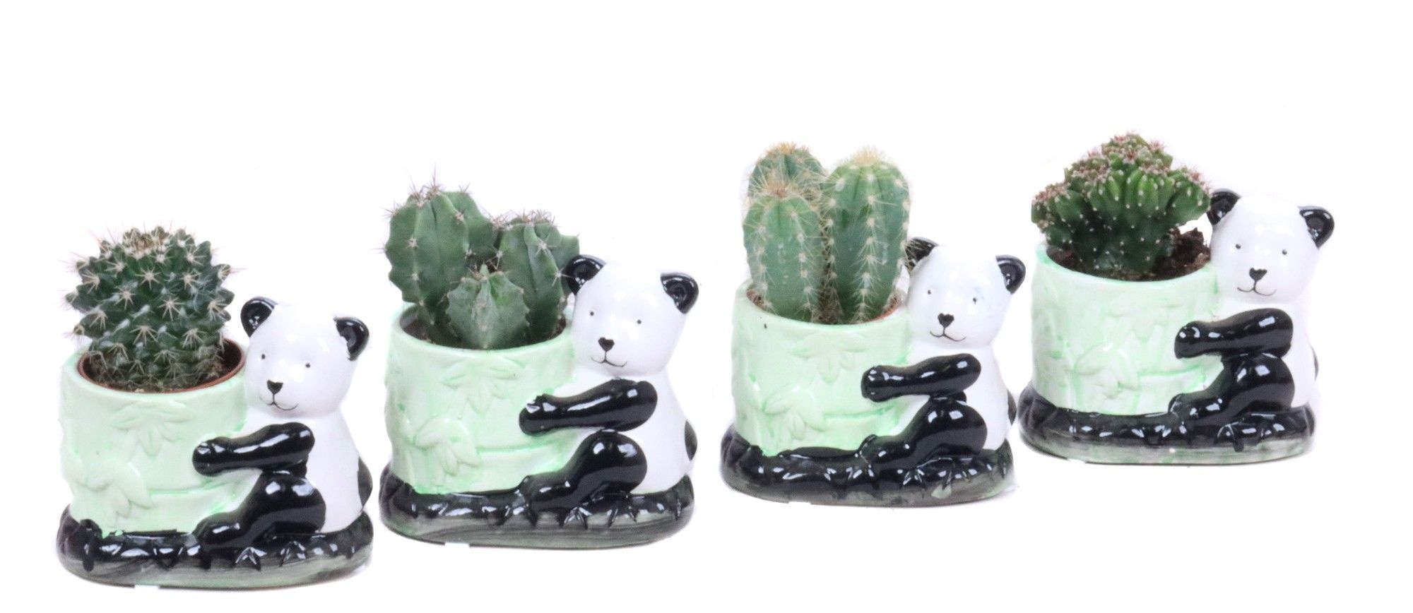 Cactus 5,5 cm in keramieke panda planter, D 10