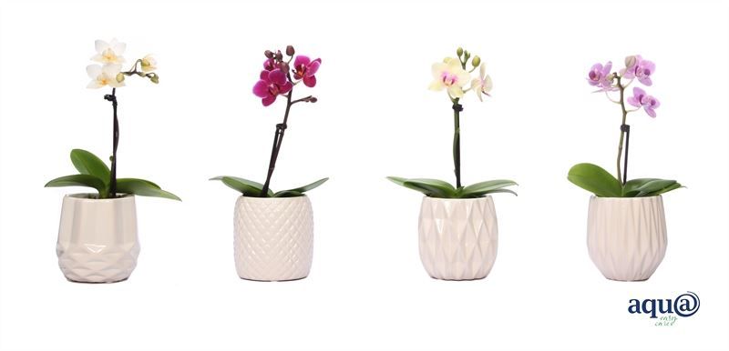 Dolomite p06 White Phal Tiny Dolls mix 1T07+ Aqu@, D 6