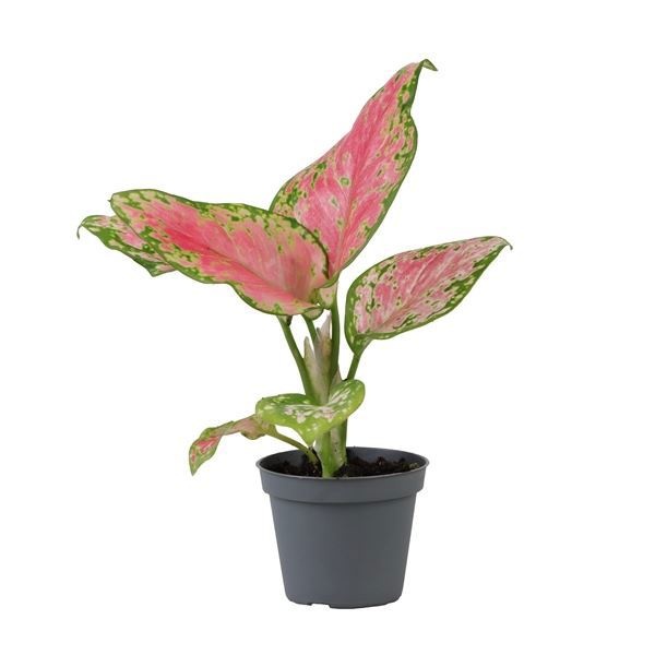 Aglaonema Red Valentine, D 6 cm