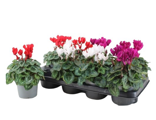 Cyclamen 'Mix Metis Decora', D 12
