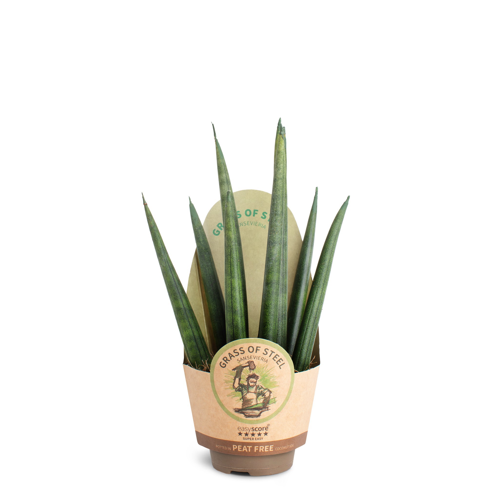 Sansevieria cylindrica Rocket, D 6