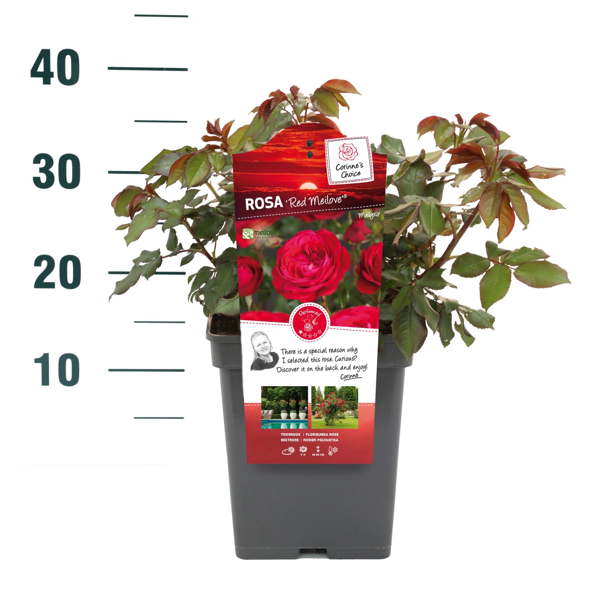 Rosa 'Red Meilove' - Struik - VP5 - Categorie 3, D 23 cm