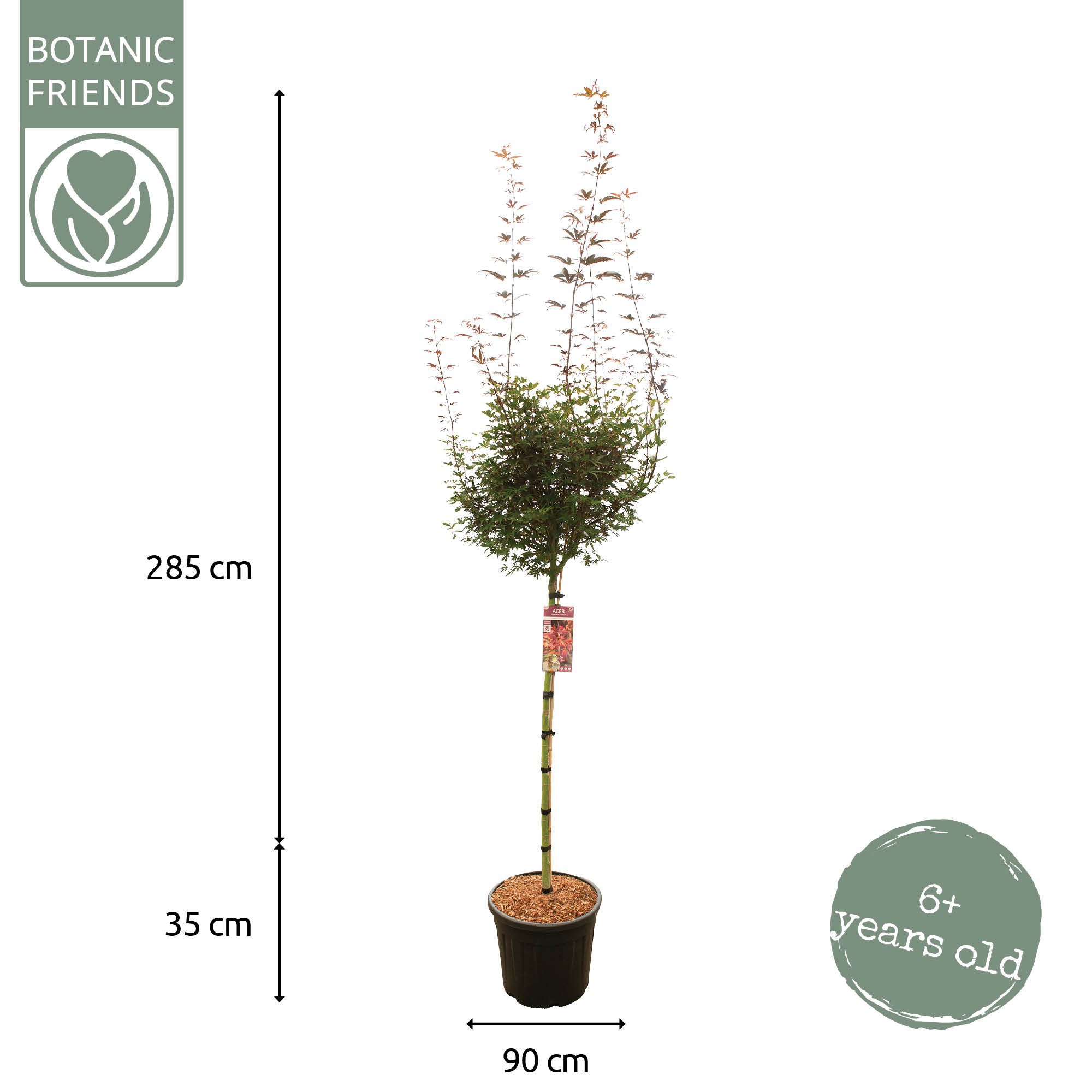 Acer palm. 'Skeeter's Broom' C35 hoogstam, D 35