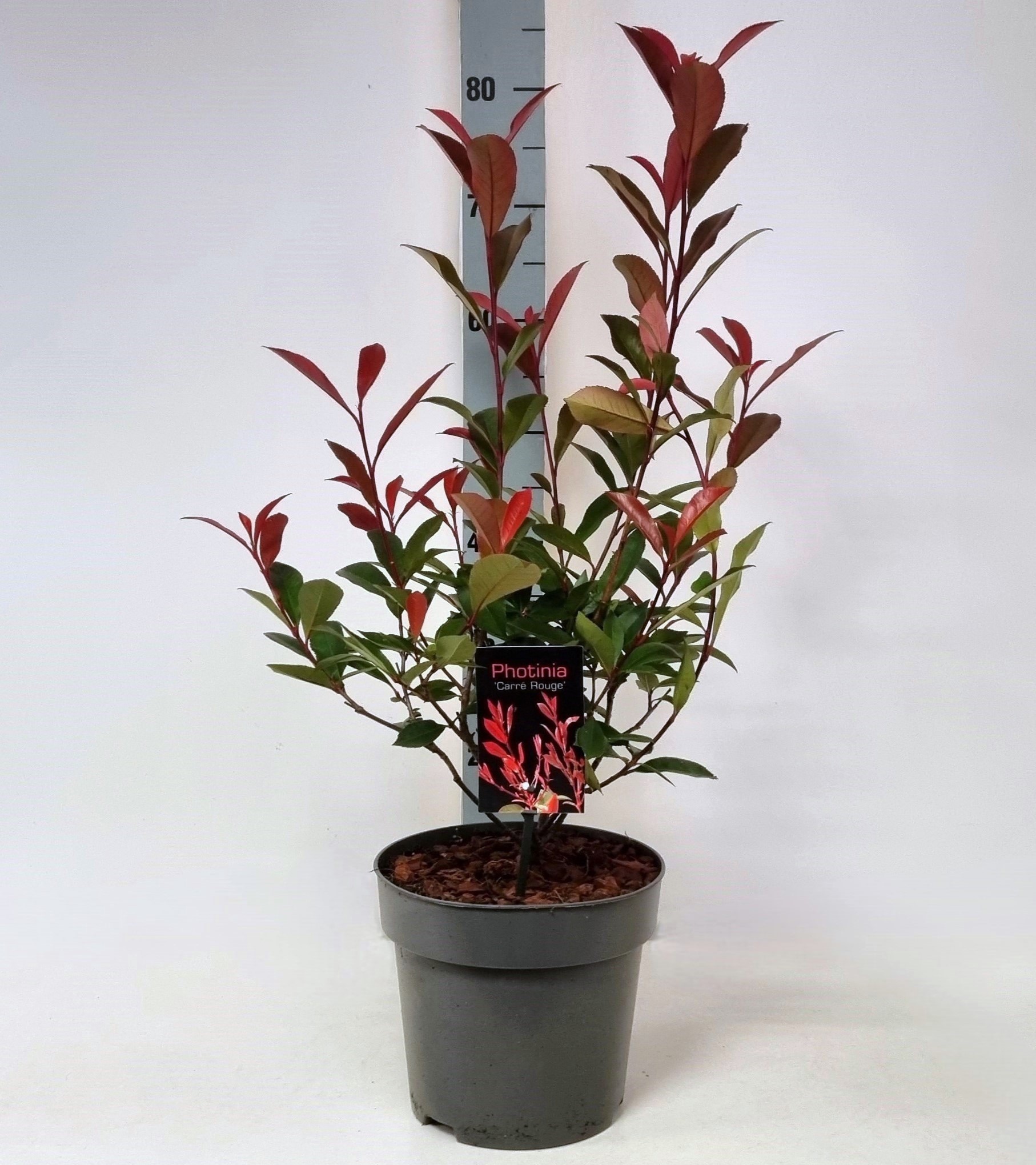 Photinia fraseri 'Carre Rouge' P22, D 22