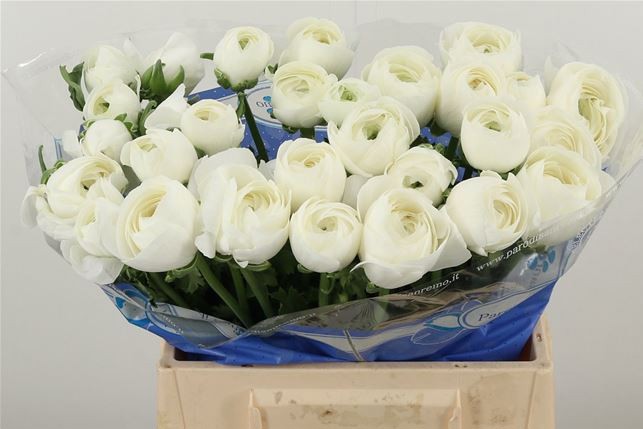 Ранункулус Саксесс Нивео 40, шт.