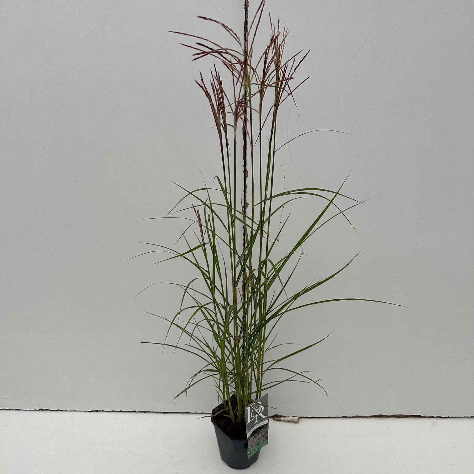 Miscanthus 'Ferner Osten', D 17 cm