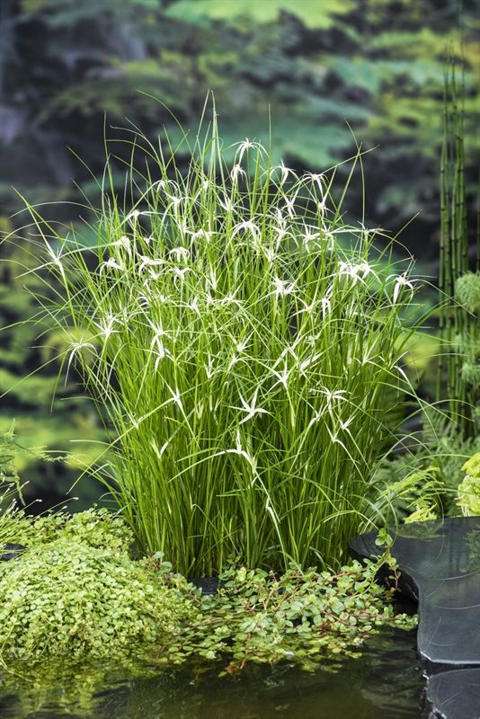 Dichromena colorata (18x18), D 18