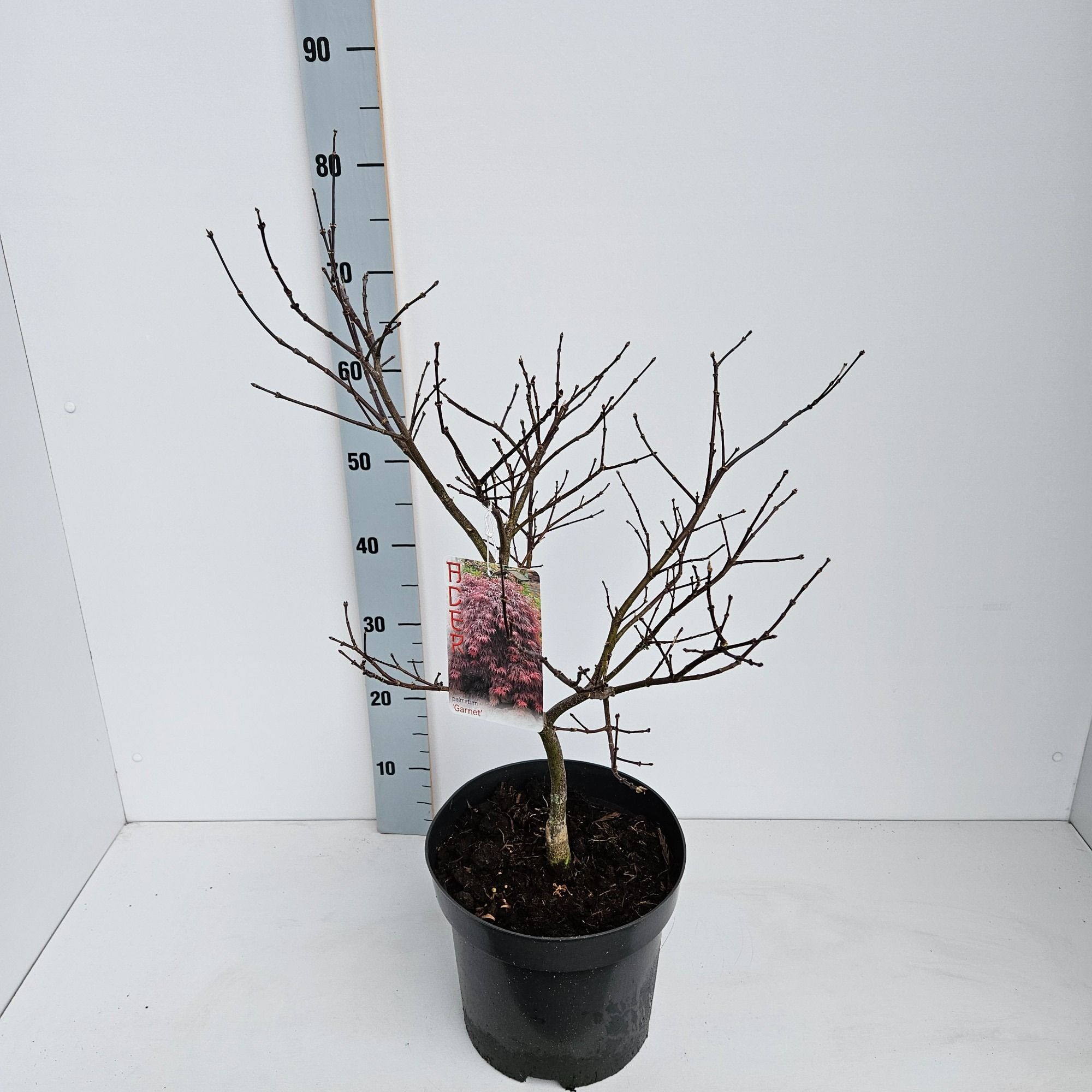 Acer palmatum 'Garnet', D 26