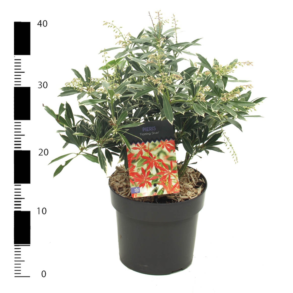 Pieris 'Flaming Silver', D 17