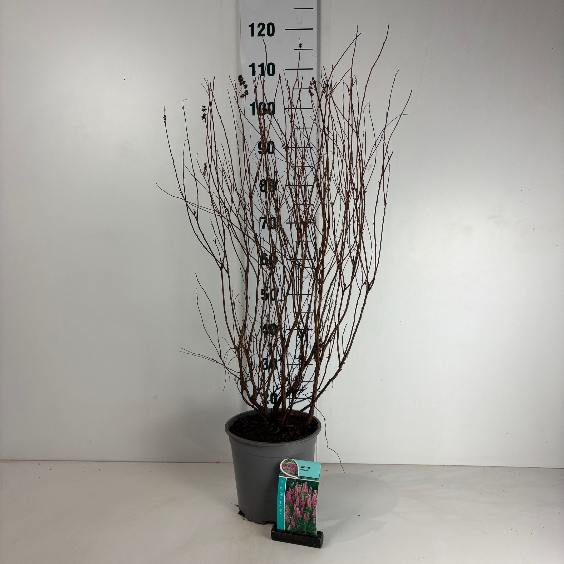 Spiraea billardii, D 24