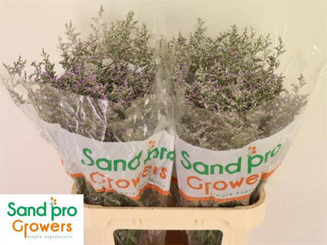 Лимониум Мисти Блю 80, шт.