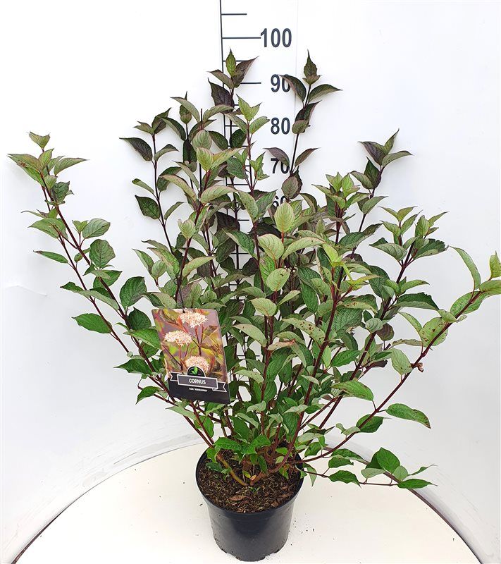 Cornus alba 'Kesselringii', D 28