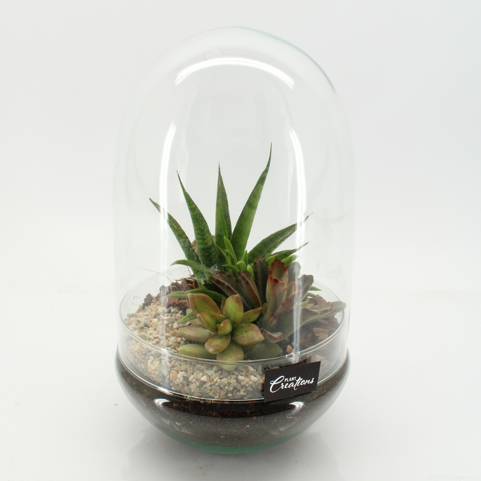 SUCR-2645 Succulent Essentials terrarium, D 17