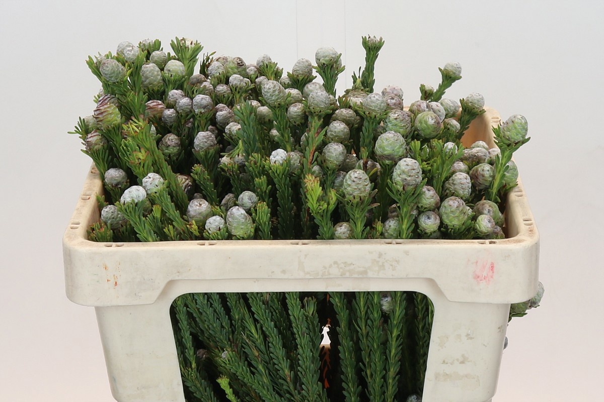 Леукадендрон Линифолиум 50, шт.