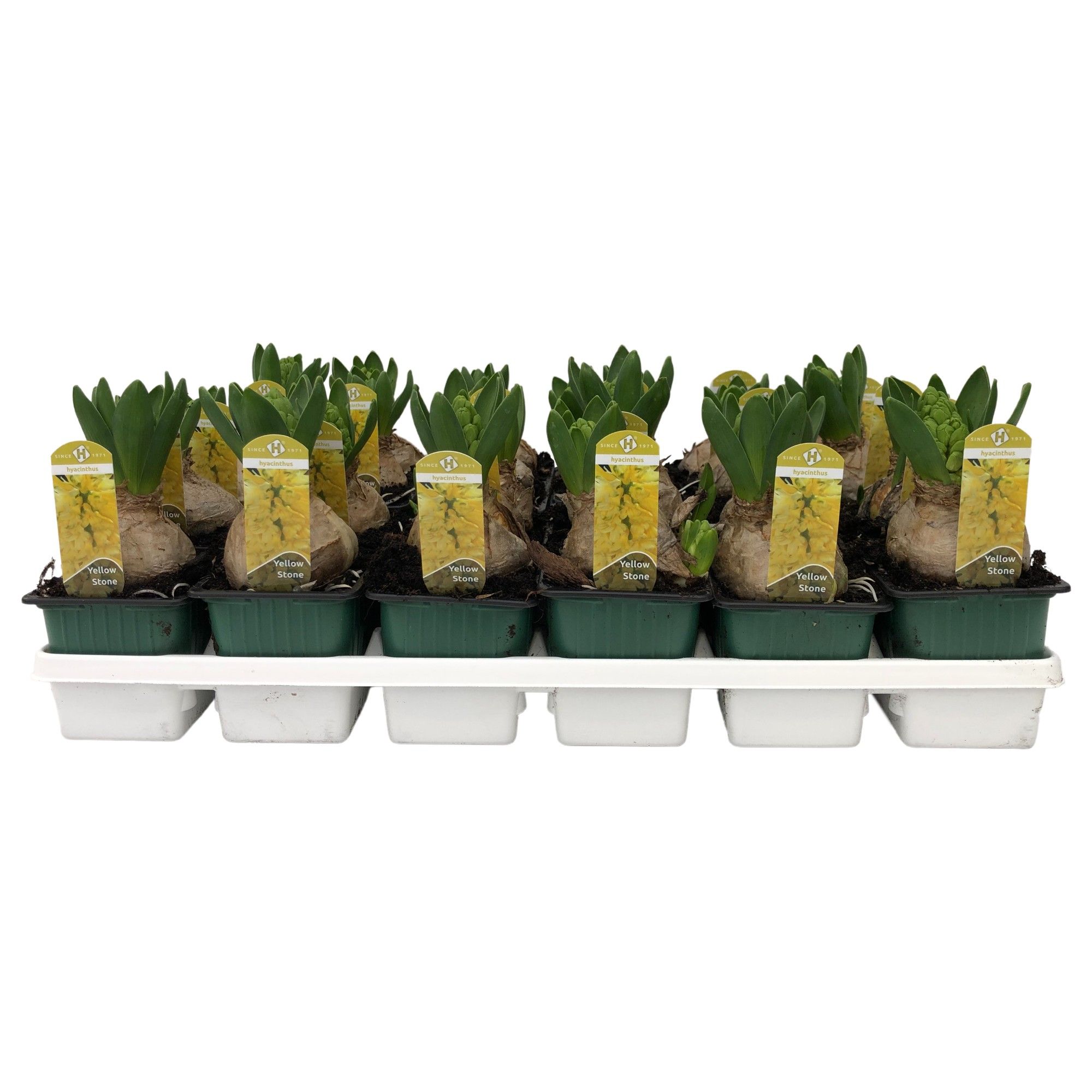 Hyacinthus orientalis 'Yellowstone', D 7