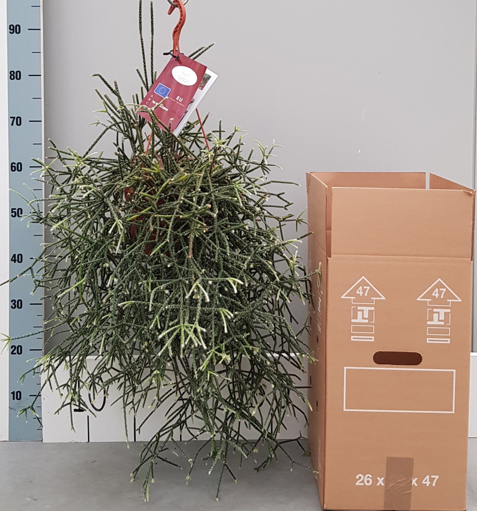 Rhipsalis Pilocarpa 20cm, D 20