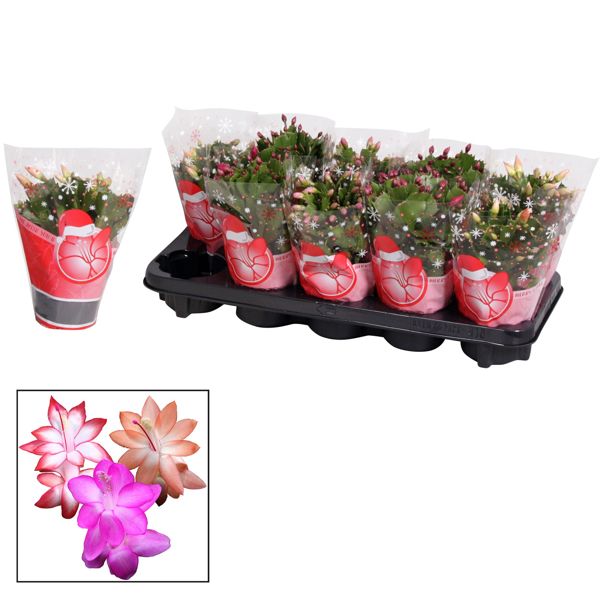 Schlumbergera - 10,5 cm - Mix - in Hofland KERSTHOES, D 10,5 cm