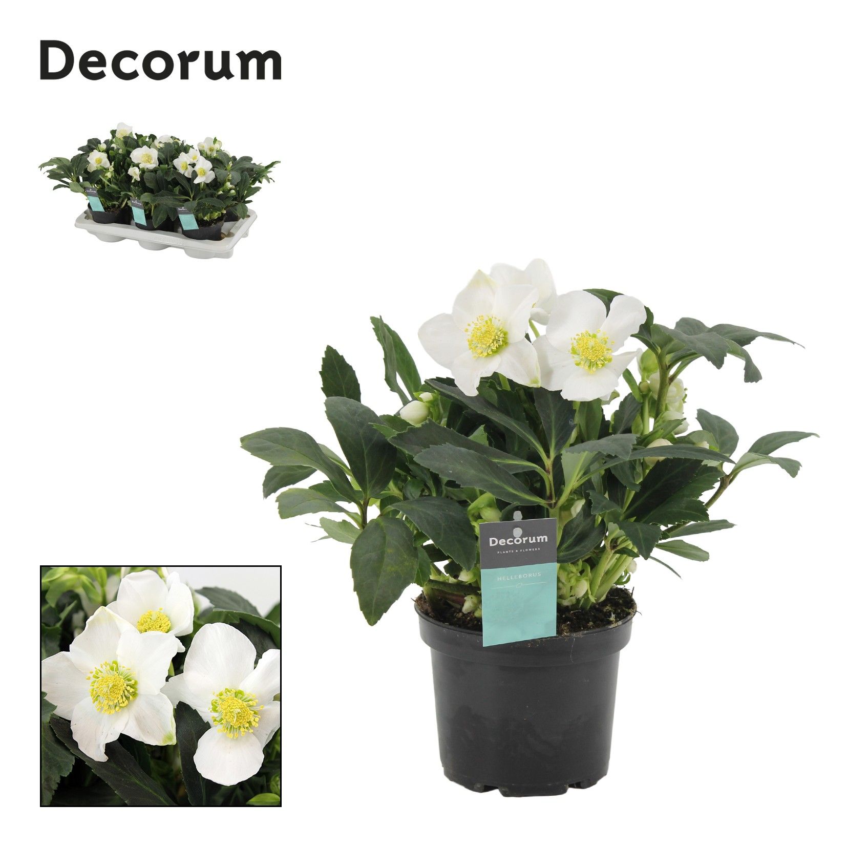 Helleborus Viv Alexander Decorum, D 15 cm