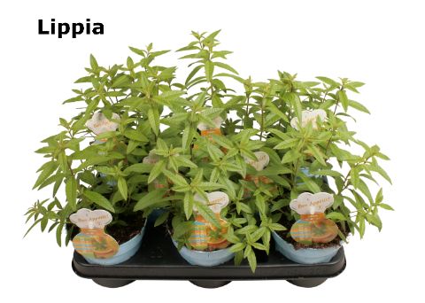 Lippia citroen verbena, D 12 cm