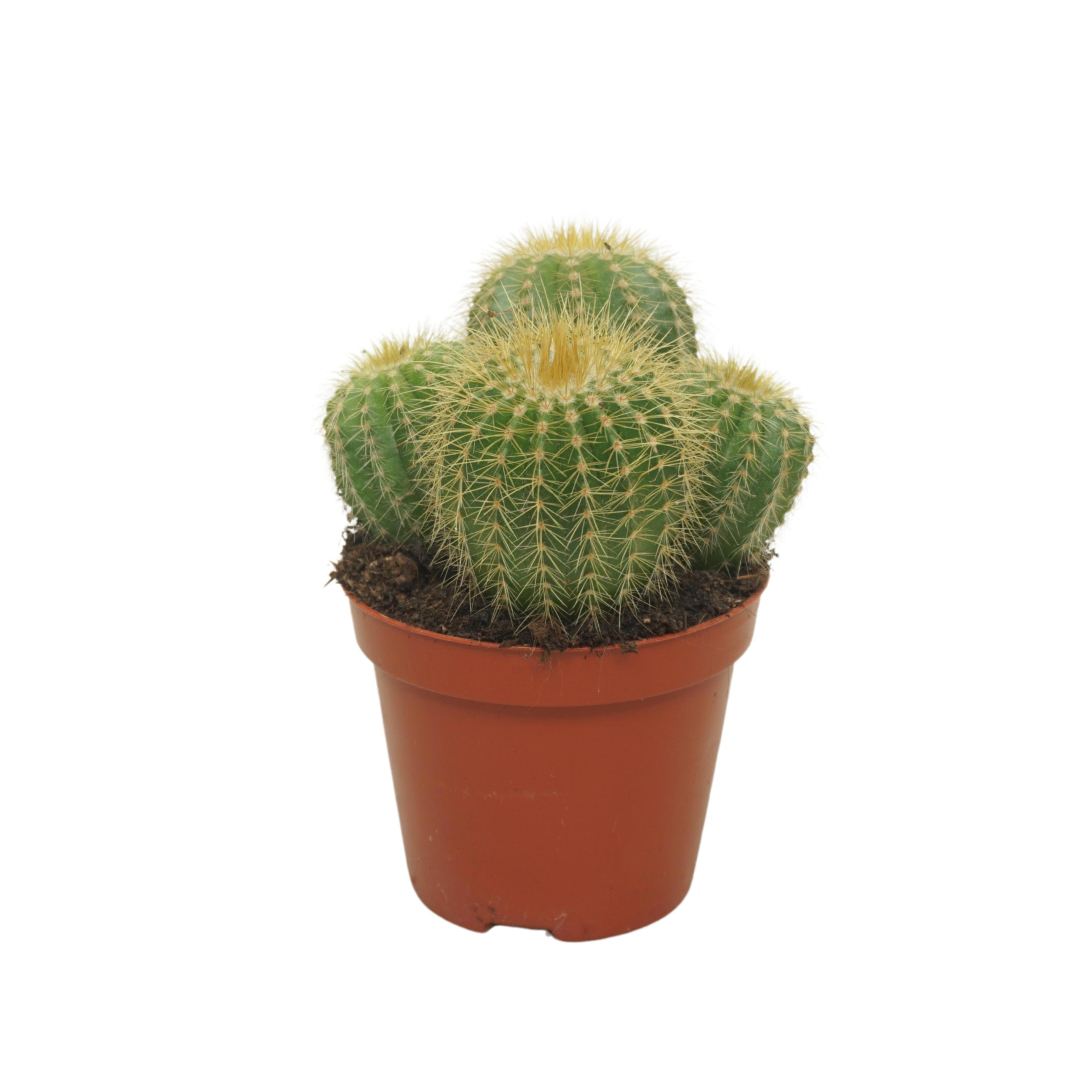 Eriocactus warasii groep 8,5 cm, D 8,5