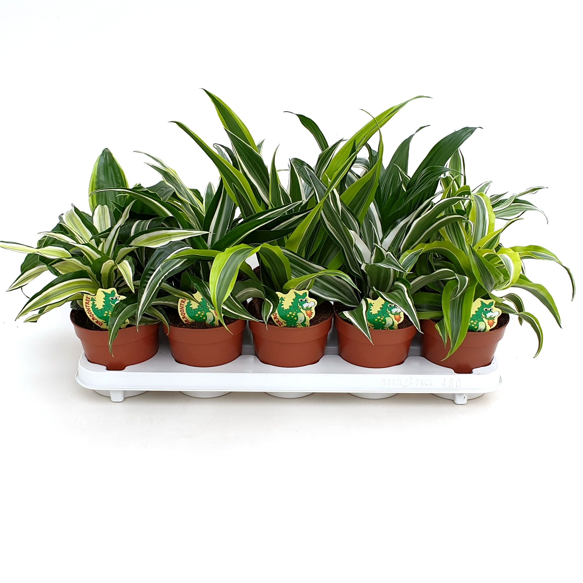 Dracaena Dragonmix min. 5 soorten, D 12