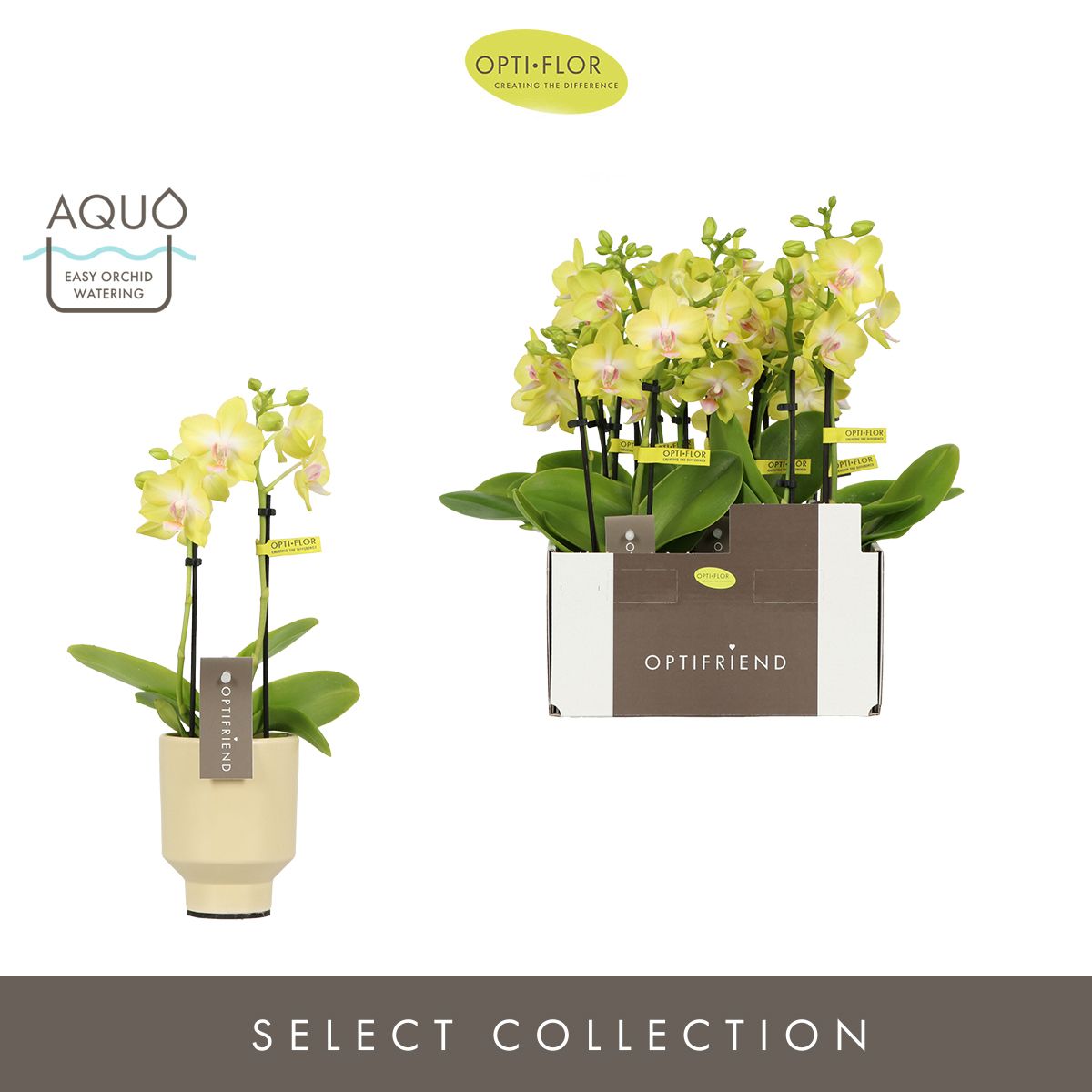 Optifriend Suzy 2 spike in Emilia Sand Aquo, D 7 cm