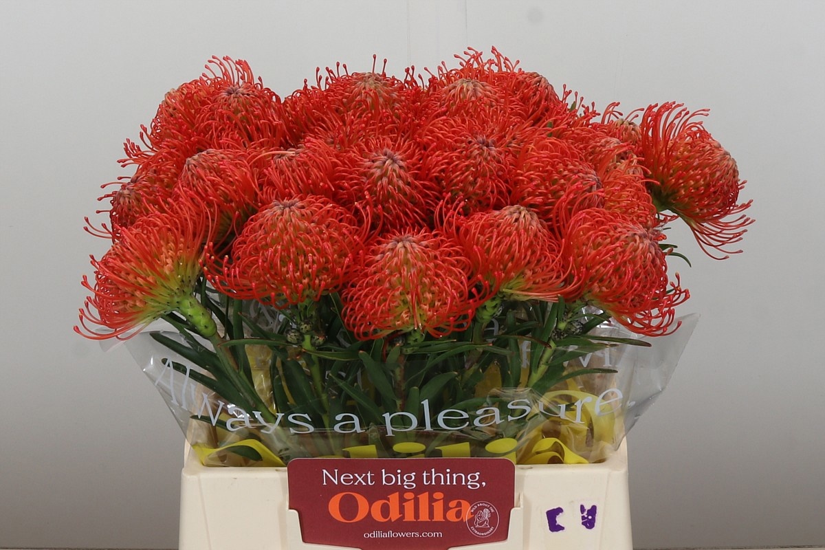 Нутанс Саксешн 40, шт.