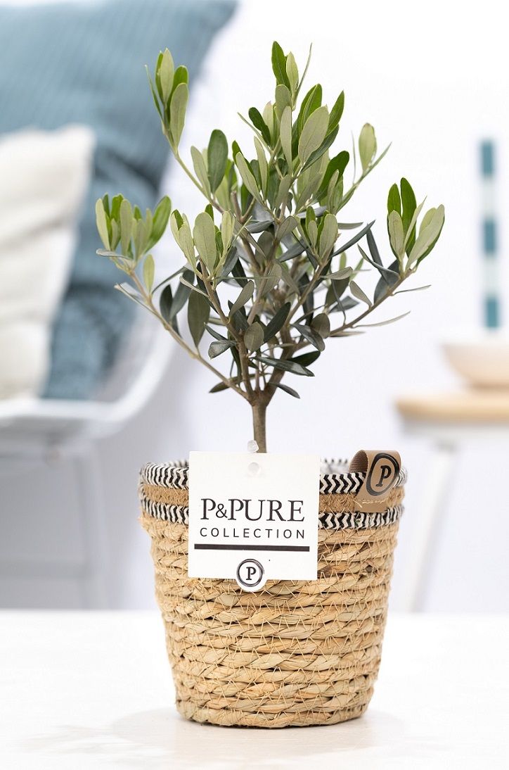Olea Europaea in P&PURE Basket 6, D 12