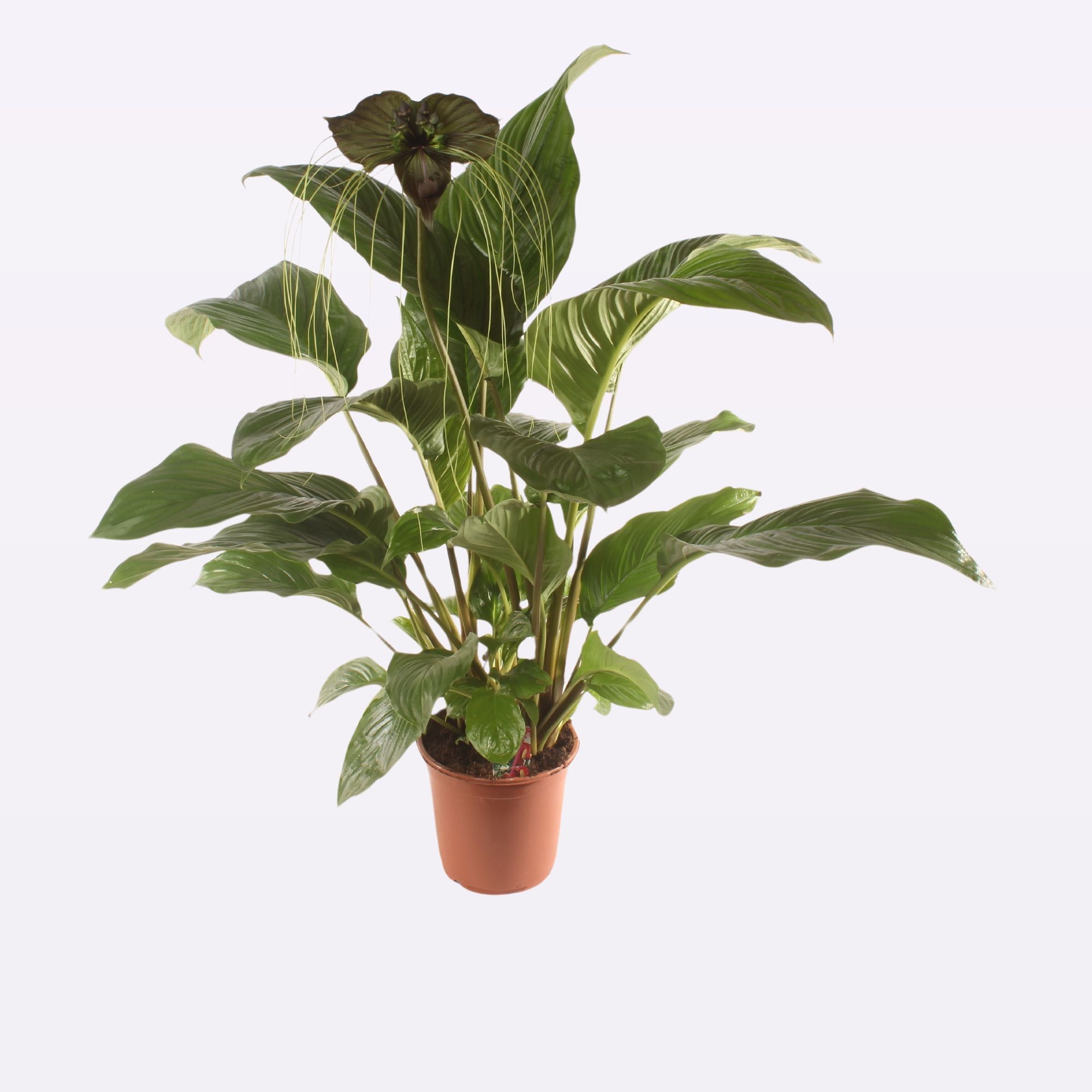 Tacca P17 zwart of groen, D 17