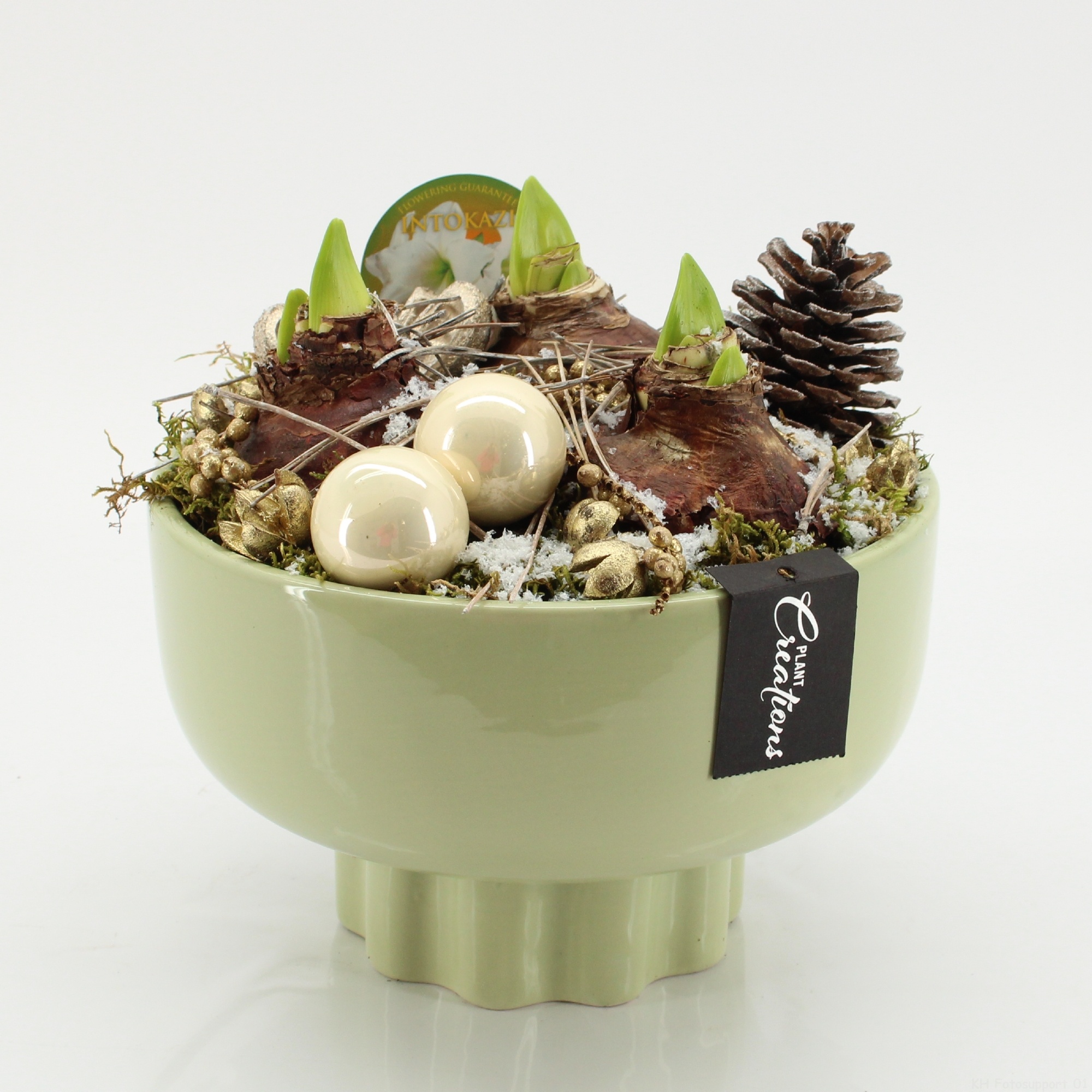 HICR-2535W Kerst Amaryllis, D 22 cm