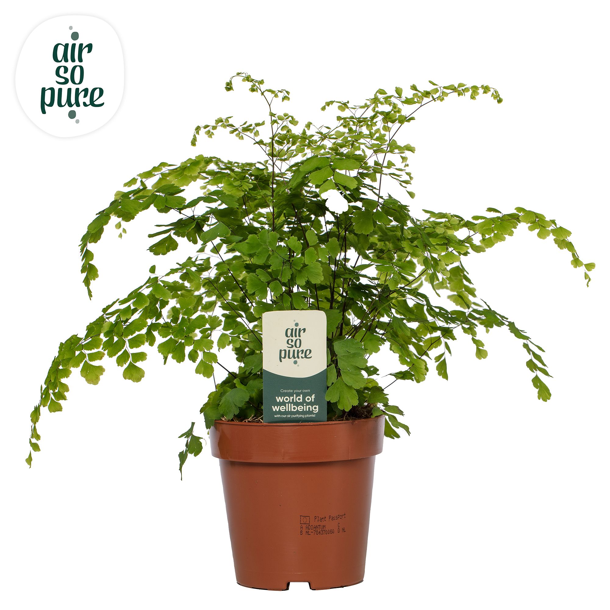 Adiantum 'Fragrans' - Air So Pure, D 12