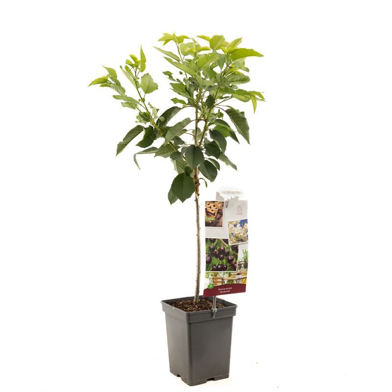 Prunus avium Sunburst Patio Zoete kers, D 18
