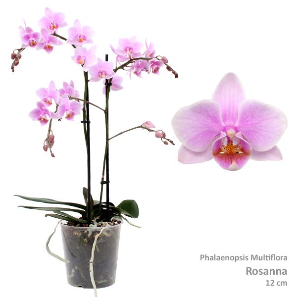 Phal. Multiflora "Rosanna" 2-tak, D 12