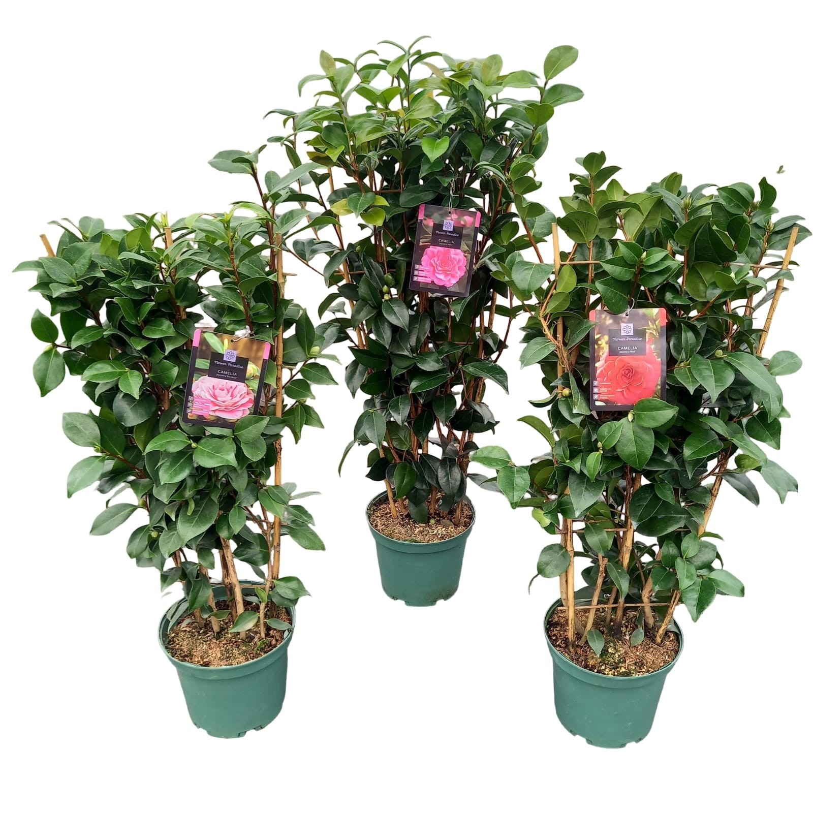 Camellia jap. 'Mix' REKVORM, D 23