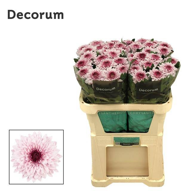Хризантема од. Пип Прити 70, шт.
