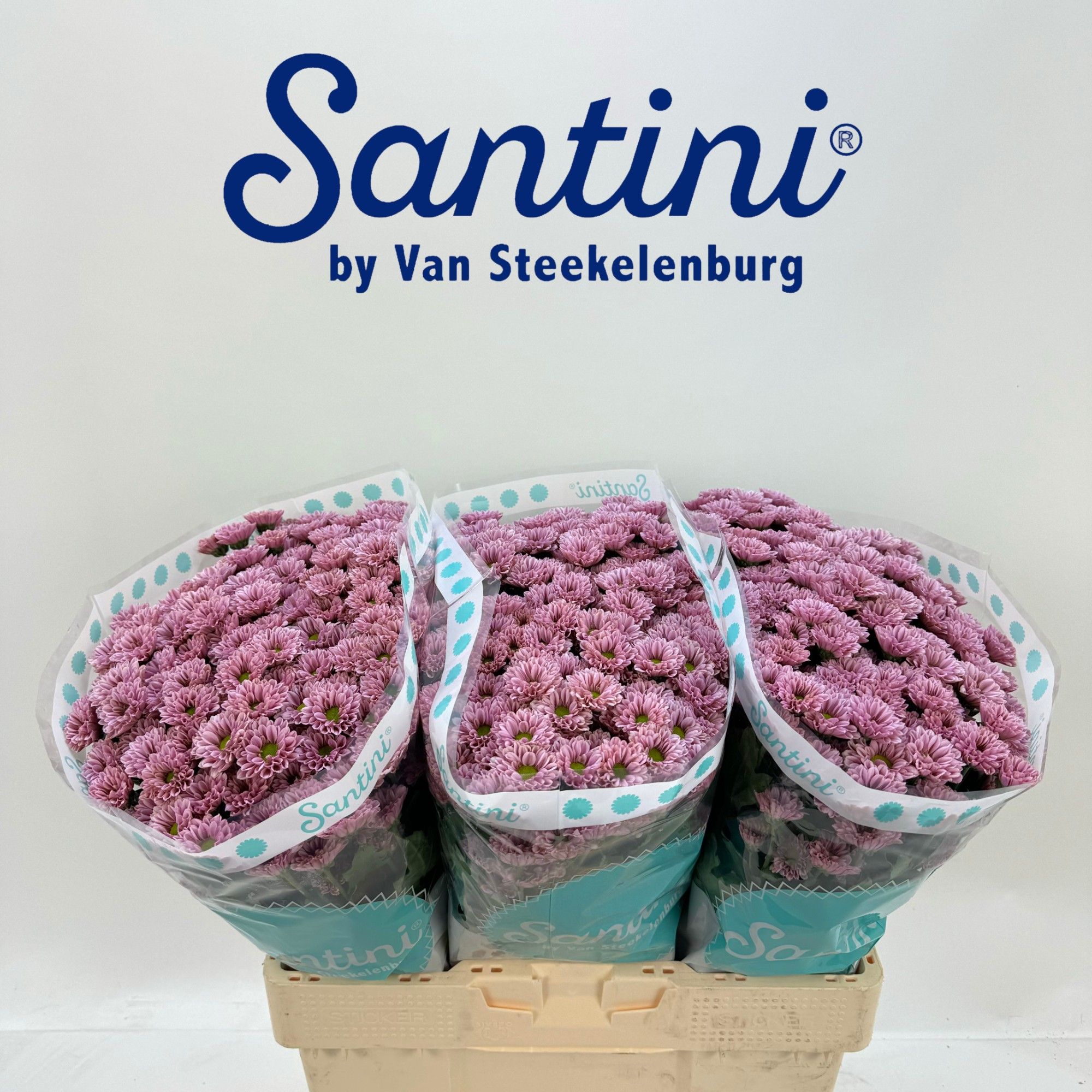 Сантини Кайндли, шт.